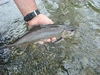 Dateiname=Chalk_Stream-500-37.jpg
Dateigröße=90KB
Abmessungen: 500x375
hinzugefügt am: 14. Juni 2017 Chalk_Stream-500-37.jpg