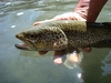 Dateiname : Etsch-Fisch-500-63.jpg
Dateigröße : 54KB
Abmessungen : 500x375
hinzugefügt am : 10.Mai 2017 Etsch-Fisch-500-63.jpg