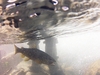 Dateiname=Faggenbach-500-11.jpg
Dateigröße=185KB
Abmessungen: 500x375
hinzugefügt am: 20. September 2015 Faggenbach-500-11.jpg
